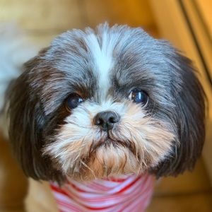 Meet your Posher, Charlotte